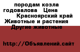 породам козла 2 годовалова › Цена ­ 8000-8500 - Красноярский край Животные и растения » Другие животные   